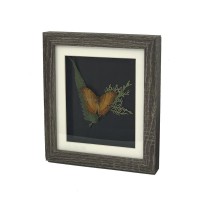 Creative Distressed Cheap MDF Wood Butterfly Specimen Custom 3D Shadow Box Art Picture Photo Frame